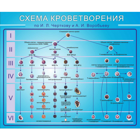 Схема кроветворения